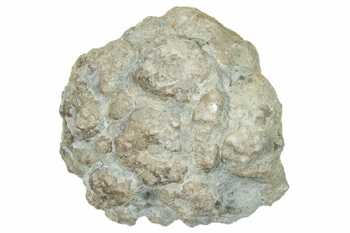 Ordovician Chaetetid Sponge (Solenopora) Fossil - Kentucky #270369